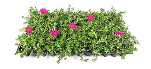 Purslane Hot Pink Plants | 3 Live Seedlings | Portulaca grandiflora | Bright Pink Succulent Flowers | Spreading Ground Cover for Sunny Spaces