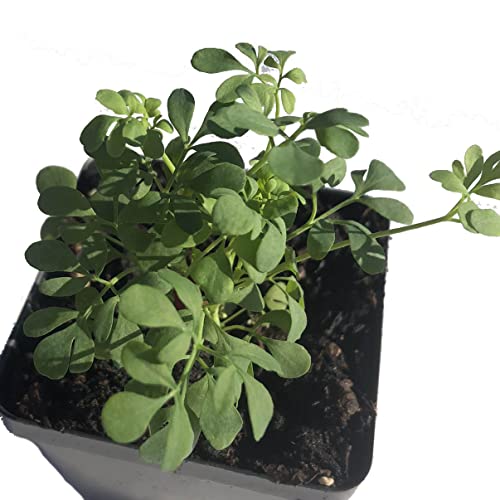 Organic Live Rue Plant (Ruta graveolens) 2.5-inch Pot - Common Rue, Garden Rue, German Rue, Herb-of-Grace, Herbe à la Belle-Fille, Herbe de Grâce by Smoke Camp Crafts