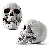 Sratte 4 Pcs Halloween Human Skull Model Adult Plastic Skull Decor Fake Head Decorations Realistic Head Bone Model Human Skeleton Statue (5.1 Inch)