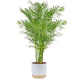 Costa Farms Cat Palm, Live Indoor Houseplant in Garden Plant Pot, Floor House Plant Potted in Potting Soil, Housewarming Gift for New Home, Living Room, Office, Patio Palm Tree Decor, 3-4 Feet Tall