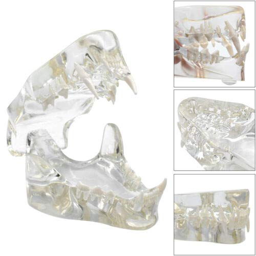 Transparent Felidae Resin Feline Teeth Model,Cat Teeth Model,Cat Dentition Model