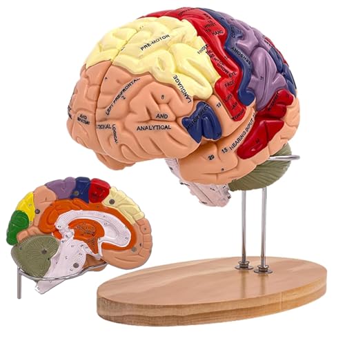 Human Brain Model Anatomy, 2X Life Size Human Brain Anatomical Model for Neuroscience with 4 Color-Coded Detachable Brain Model for Neuroscience Psychology Science Research Medical Learning