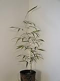 Box of 5 Phyllostachys Bissetii Bisset’s Bamboo #1 Size Live Plant