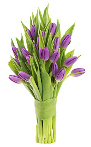 KaBloom Flowers - Valentine Collection - Bouquet of 20 Purple Tulips Farm-Fresh From Holland without vase. Gift for Birthday, Thank You, Valentine, Mother’s Day Fresh Flowers