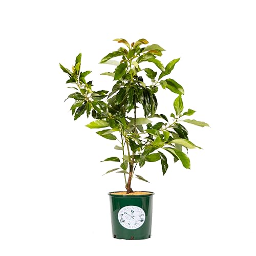 Avocado Tree, Cold Hardy, Live Plant, Grows Large Avocados, Ideal for Gardens, 3-4 Feet Tall, Easy Care and Perfect for Home Growers, by The Magnolia Company Can't Ship to CA,HI,AK