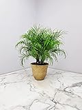 Roebellenii Palm Tree with Pot - Live Palm Tree Plant Kit - Overall Height 30" to 36" - Tropical Plants (Honeysuckle Fossil)