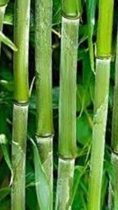 Box of 5 Phyllostachys Bissetii Bisset’s Bamboo #1 Size Live Plant