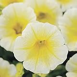 Shock Wave Yellow' Petunia Seeds Annual Perennial Attracts Butterflies & Hummingbirds Low Maintenance Hanging Baskets Borders Containers Outdoor 50Pcs Flower Seeds by YEGAOL Garden