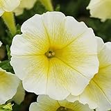 Shock Wave Yellow' Petunia Seeds Annual Perennial Attracts Butterflies & Hummingbirds Low Maintenance Hanging Baskets Borders Containers Outdoor 50Pcs Flower Seeds by YEGAOL Garden