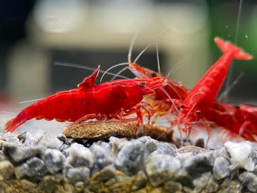 Las Vegas Exotic Fish™ 20 High Grade Fire Red Cherry Shrimps Neocaridina Live Freshwater Shrimp Aquarium Inverts (Live Guarantee or Replacemnt is free) FREE PLANT!