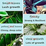 Big Green Leaves | Superfood Houseplant Fertilizer, Indoor Plants - Water Soluble Plant Food + Organic Kelp | 4X More Concentrated | 12-4-8 NPK (1LB)