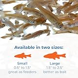 Toledo Goldfish Rosie Red Minnows - Versatile Live Fish Perfect for Aquariums or as Feeder Fish for Ponds - 0.5-1.5 Inches, 100 Count