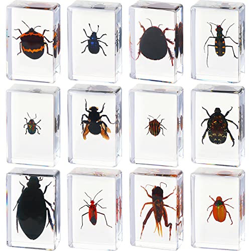 12 Pcs Insect in Resin Specimen Bugs Collection Arachnid Resin Paperweights Different Insect Specimen Bug for Kids Scientific Educational Toy, 12 Styles(Cricket)