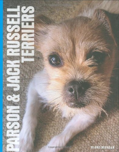 Parson and Jack Russell Terriers
