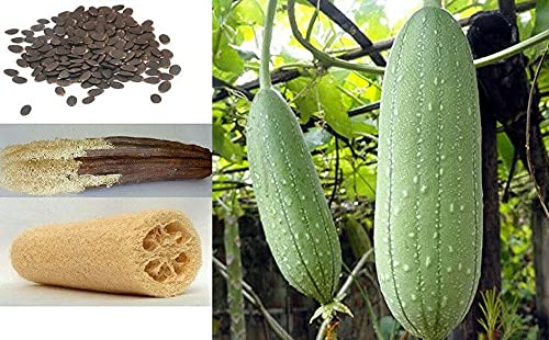 VAACNEE 30 Seeds of Loofah Gourd Sponge (Luffa Aegyptiaca) Annual Plant