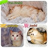 XxingSheep Extra Large Cat Tunnel Bed for Indoor Cats Peekaboo Cat Cave Donut with Center Mat