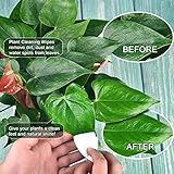 Leopong Plants Cleaning Wipes for Leaf Shine, Clean and Photosynthesis, Leaf Cleaner for House Plants Outdoor Plants (80 Wipes)