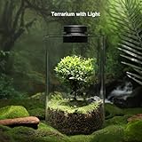 Desktop Glass Plant Terrarium with Grow Light (H:9.8" D:5.9"), for Succulent, Moss, Miniature Gardening Landscape, Betta Fish Tank, Indoor Plant Growth, Office Home Decoration, Plant Lovers Gifts