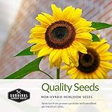 Survival Garden Seeds Edible Sunflower Seeds Vault – Gigantic Flowers with Delicious Seeds - Oil-Rich Mammoth & Black Russian Sunflower Seeds - Non-GMO Heirloom for Planting & Growing