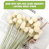 MIHUAGE Dried Flower Globe Amaranth with Wheat Straw Natural 40PCS Bouquet for Vase Home Decor Party DIY Arrangement(Beige White)