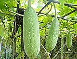 VAACNEE 30 Seeds of Loofah Gourd Sponge (Luffa Aegyptiaca) Annual Plant