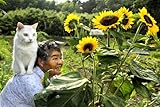 Miyoko Ihara: Misao the Big Mama and Fukumaru the Cat (Japanese Edition)