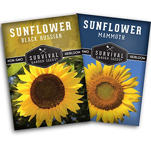 Survival Garden Seeds Edible Sunflower Seeds Vault – Gigantic Flowers with Delicious Seeds - Oil-Rich Mammoth & Black Russian Sunflower Seeds - Non-GMO Heirloom for Planting & Growing