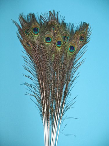 Natural Peacock Feathers, Medium to Large Eyed, Long and Lush, 35-40" Per Bundle of 10