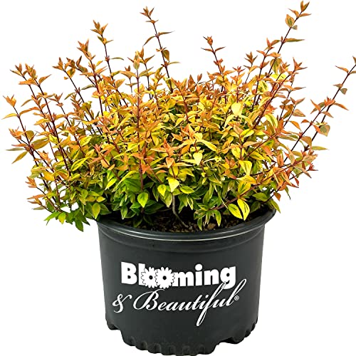 Kaleidoscope Abelia - 3 Gal - Evergreen Shrub - Variegated Foliage - Fragrant White Flowers - Spring to Fall - Zones 6-9 - Abelia x grandiflora ‘Kaleidoscope’ - 3 Gallon Pot