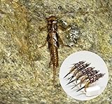 KTGCOZS Pack of 10 Nymph stonefly Fly Flies Trout Fishing Artificial Insect Fishing Bait Lure