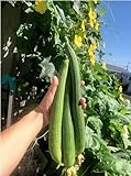 30 Sponge Dishcloth Gourd Seeds Luffa Gourd Smooth Loofah