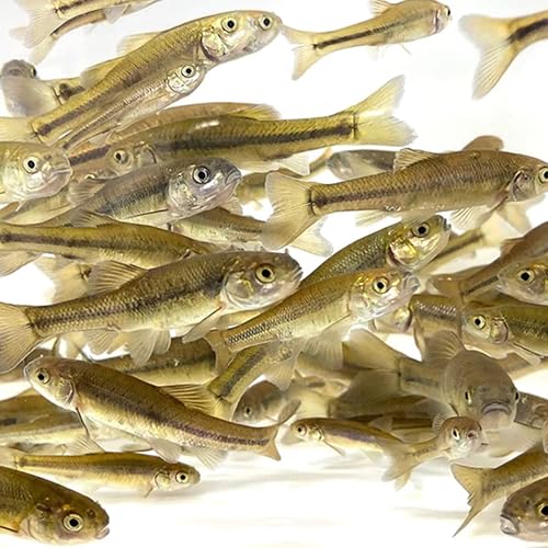 Toledo Goldfish Black Fathead Minnows, Tuffies, or Crappie Minnows - Perfect for Aquariums or as Feeder Fish for Ponds, 0.5 to 1.5 Inches, 150 Fish