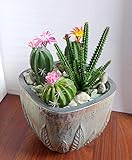 Artificial Flowers Set of 4 Three Different Succulents Plants Desert Cactus Realistic Flower Arrangements Craft Art Decor Plant for Indoor Outdoor Decoration