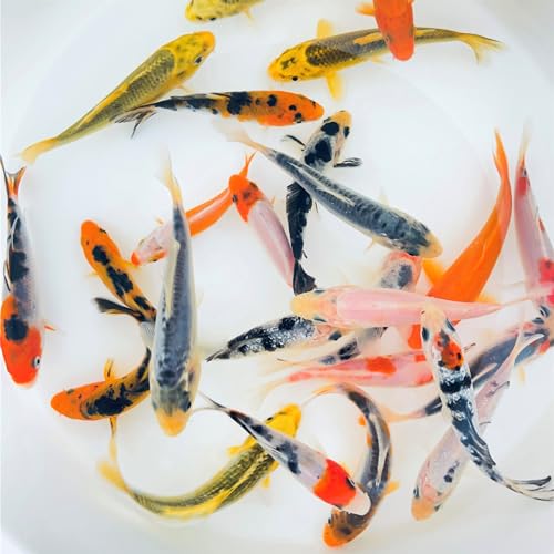 Toledo Goldfish Standard Fin Koi, Variety of Colors and Patterns - Beautiful Live Fish Perfect for Ponds, Tanks, and Aquariums - 4-5 Inches, 5 Count