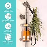 Fresh Eucalyptus Shower Bouquet From Our San Diego USA Farm [No Preservatives] Live Plant [Hanging Ribbon Included] Large Stems & Leaves 100% Natural Aromatic Greens Branches Bundle Bath Wedding