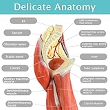 EVOTECH Human Leg Muscles Anatomy Model, Life Size 14 Parts Removable Human Leg Anatomy Model Showing Muscles Major Blood Vessels & Nerves for Medical Student Lab Classroom Tool