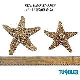 Tumbler Home Real Starfish Décor - 5pcs - 4" - 6" Large Starfish for Crafts, Beach House Décor, Aquarium & Fish Tank Decorations, Chirstmas Ornaments & Nautical Decorations