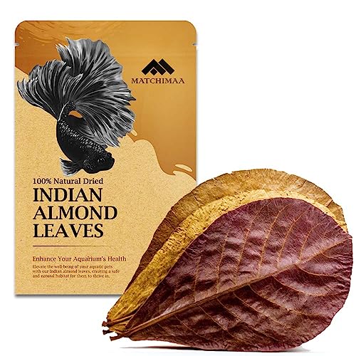 MATCHIMAA Premium Indian Almond Leave - Aquarium Accessories Catappa Leaves Balance pH Water Enhances Health for Turtle Frogs Shrimp Hermit Crabs Betta Fish Tank Decor. Pack 50g Size 6-9"(20-25Leaves)