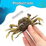 Glavatrix 10 Pcs Soft Crab Plastic Lures, Saltwater Fishing Crab Baits with Sharp Hooks 3D Simulation Crabs Freshwater Tackle Accessory Tool, Random Color