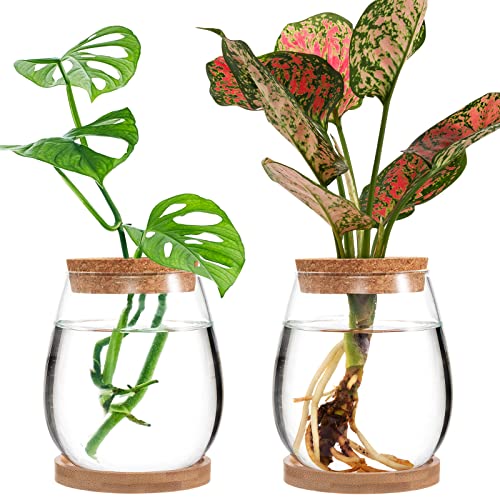 Biggun Plants Propagation Station - 2Pcs Desktop Plant Terrarium Glass Hydroponic Vases, Water Plant Jars, Gardening Gifts for Women Mom Plant Lovers (Water Drop Shape, Separated Tray Style)