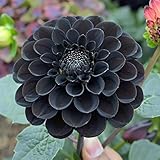 150 Black Dahlia Flower Seeds, Black Ruby Beauty Dahlia Flower Seeds, Dahlia Exotic Fresh Seeds, Dahlia Flower for Gardening (Pack of 150 Seeds)