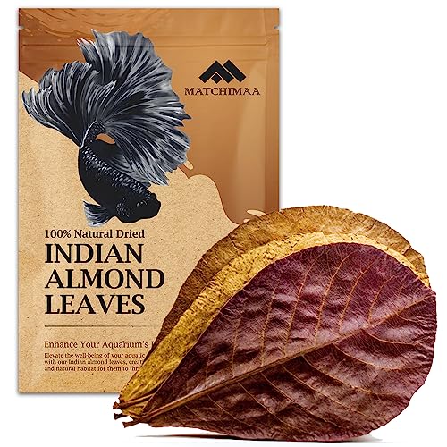 Premium Indian Almond Leave. Aquarium Decorations Size 6-9" Pack 50g(20-25 Leaves). Catappa Leaves Rich in Tannin. Superb to be Health Better, Vitality, Succesful Breeding! of Shrimp & Betta Fish Tank