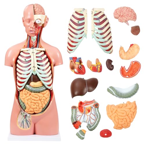 JNMFTD Human Torso Anatomy Model, 33.4" 17 Part Removable Life-Size Model with Heart Brain Visceral Organ Muscular Layers Bone Vessels Nerves Includes Product Manual for Medical Scientific Education