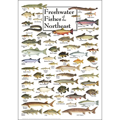 Earth Sky + Water - Freshwater Fishes of the Northeast - Poster