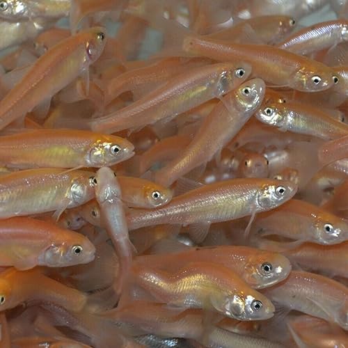 Pink Fathead Minnows (Medium, 2 POUNDS)