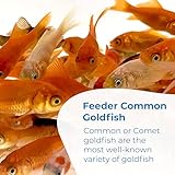 Toledo Goldfish Comet Feeder Goldfish: Live Feeder Goldfish Perfect for Stocking Ponds, Tanks, and Aquariums – 0.75 to 1.5 inches, 10 Fish