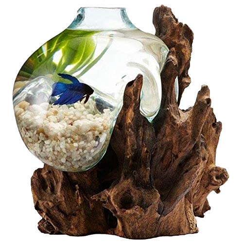 Hand Blown Molten Glass & Teak Wood Terrarium/Vase/Fish Bowl - Premium Quality (12" - 14" High)