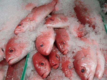 Whole Caribbean Red Snapper 3 Lb. Avg(1-2 Fish) (Head On)