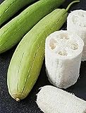 VAACNEE 30 Seeds of Loofah Gourd Sponge (Luffa Aegyptiaca) Annual Plant