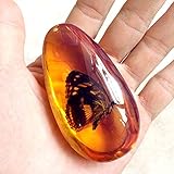 Western Eagle Workshop 8pcs Amber Fossil with Insects Samples Stones Crystal Specimens Home Decorations Collection Oval Pendant